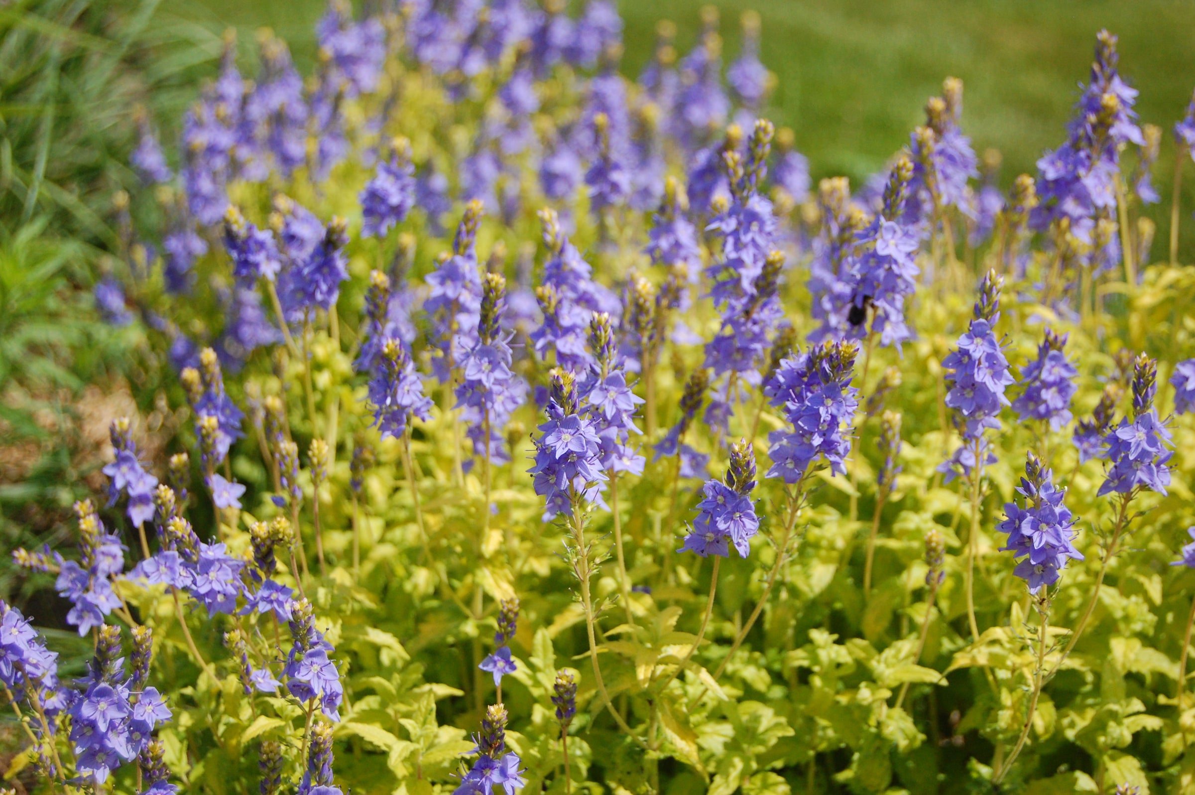 Veronica prostrata 'Aztec Gold' - Speedwell | My Site